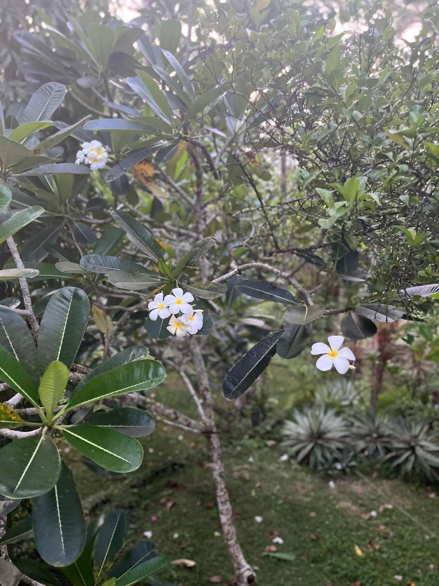 Swarnapaya Residence Bentota Kültér fotó